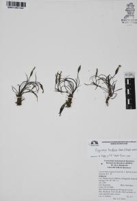 Sisyrinchium tenuifolium image